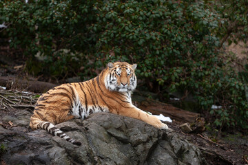 Amur Siberian Tiger Panthera tigris altaica in zoo