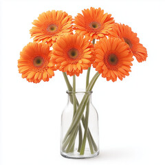 Fototapeta premium A vibrant orange flower arranged in a transparent vase isolated on white background.