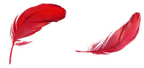 PNG Red feather floating art red feathers.