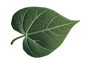 A close-up view of a green plant part with a sharp end, featurin