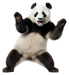 Obraz premium PNG Happy smiling panda dancing wildlife mammal animal.