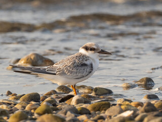 Close up of an immature Least Tern perched on a rocky shore