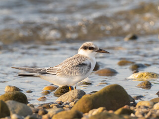 Close up of an immature Least Tern perched on a rocky shore