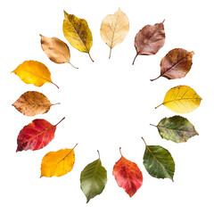 Autumnal Leaf Circle: A Vibrant Display of Fall Foliage