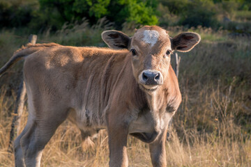 Obraz premium Little brown calf in the meadow looking at you