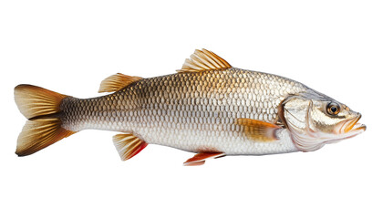 A marine animal isolated on a dark background, showcasing its vi