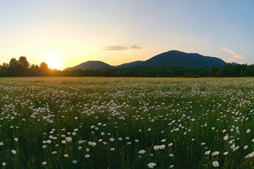 Serene Meadow with White Daisies Under Golden Sunset Over Majestic Mountains