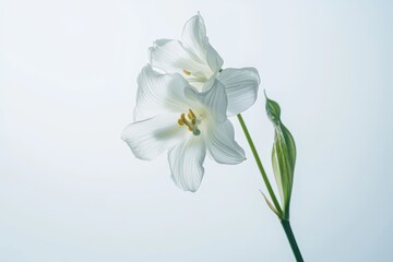Fototapeta premium Delicate Close-Up of a Lily of the Valley Flower Against a Soft Background