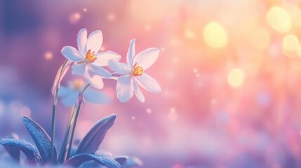 Delicate White Flowers Blooming Against a Soft Colorful Background in Springtime