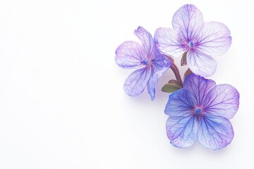 Fresh Wildflower Forget Me Not Blooms with Vivid Purple Petals on White Background