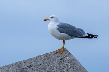 European Herring Gull perched on a concrete block. Larus argentatus. Cudillero, Asturias, Spain.