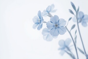 Delicate Wildflower Forget-Me-Not Blooms on Soft Pale Background in Full Bloom