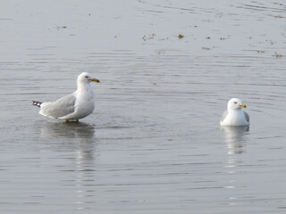 Ring-billed gulls on the water