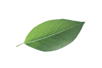 A single green leaf with white speckles on a dark background