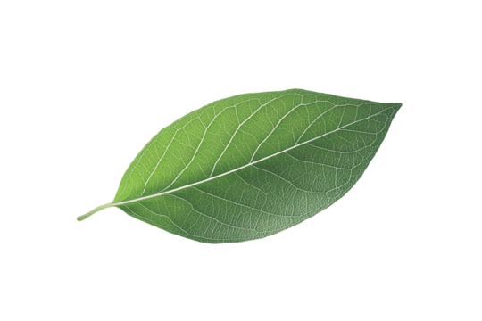 A single green leaf with white speckles on a dark background