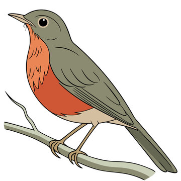 Rufous-Bellied Thrush