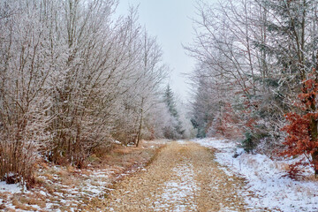Winter landscape with a dirt road in the forest