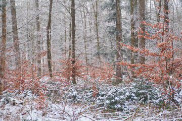 Fototapeta premium Winter landscape with first snow in the forest