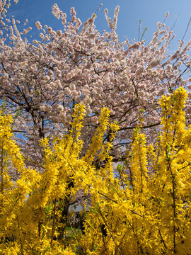 cherry blossoms and forsythia blooms