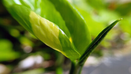 Close up of betel leaf plant