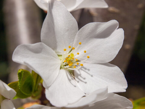 cherry blossom close-up