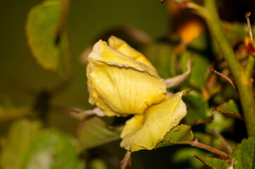 yellow rose bud