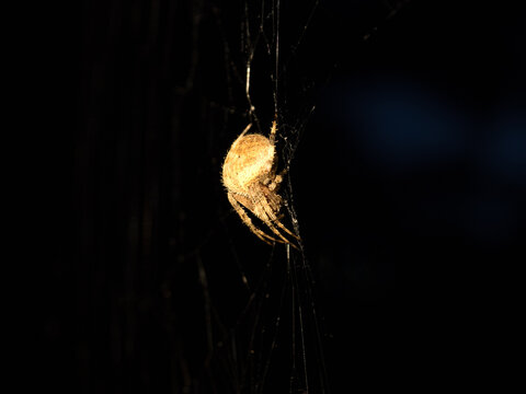 spotted orb-weaver spider with black background