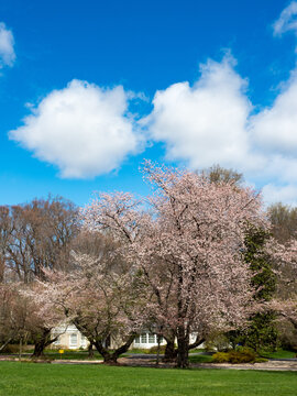 cherry blossom trees with puffy clouds in sky
