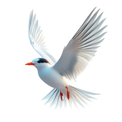 Obraz premium Albatross on a transparent background