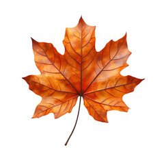 Autumn maple leaves on transparent background