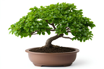 beautiful bonsai tree with lush green leaves, showcasing intricate branches and well maintained pot. This plant symbolizes harmony and tranquility in any space