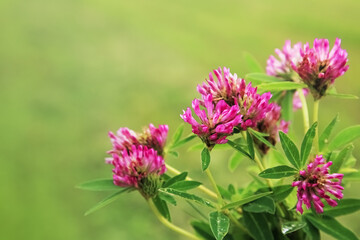 pink clover. natural background. a honey flower. medicinal herbs. Alternative medicine