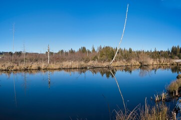 Panoramic photo with trees reflecting on the water of a pond. Clear sky with no clouds.
