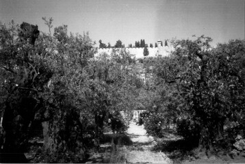 Analog photo of Gethsemani in Jerusalem