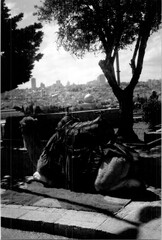 Analog photo of Camel in Israel	