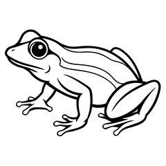Frog on white background