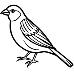 Obraz premium Finch on white background