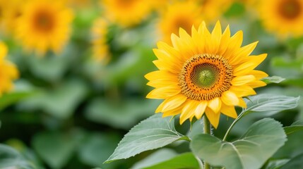 Fototapeta premium A vibrant sunflower stands out among lush green leaves, radiating warmth and beauty in a sunny field.