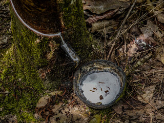  Natural Rubber Harvest Scene: Milky White Latex Dripping From A Tree Trunk Into A Collecting Bowl Amidst The Verdant Plantations Of Sumatra, Indonesia