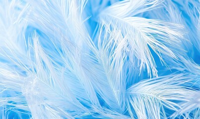 Obraz premium Light blue feathers background texture, soft, delicate, for gentle, airy design projects.