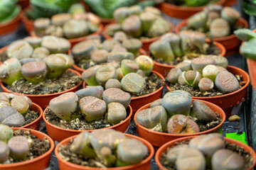 A stunning array of various succulents in pots