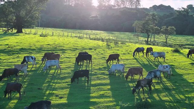 Livestock Animals At Countryside In Rural Scene Brazil. Country Green. Field Grazing. Countryside At Rural Scene Brazil. Animals Country. Farming Grazing.