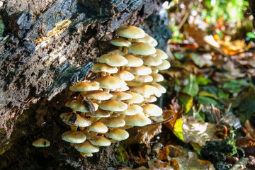 close up of sulphur tuft clustered woodlover fungus