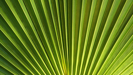 Obraz premium palm leaf texture as background