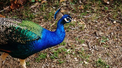 Fototapeta premium peacock head in garden nature