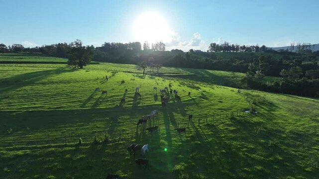 Livestock Animals At Countryside In Rural Scene Brazil. Country Green. Field Grazing. Countryside At Rural Scene Brazil. Animals Country. Farming Grazing.