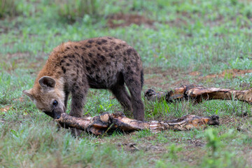 Spotted Hyena cub at the den. The adult hyena did bring a prey to the den and a young cub was comming out in the early morning  in a Game Reserve in the Greater Kruger Region in South Africa
