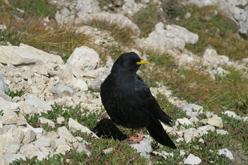 Eine Amsel in den Bergen