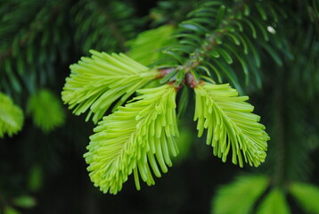 Grünspiel der Tanne