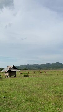 A small cottage sits in the middle of a vast green paddy field, surrounded by peacefully grazing cows.
